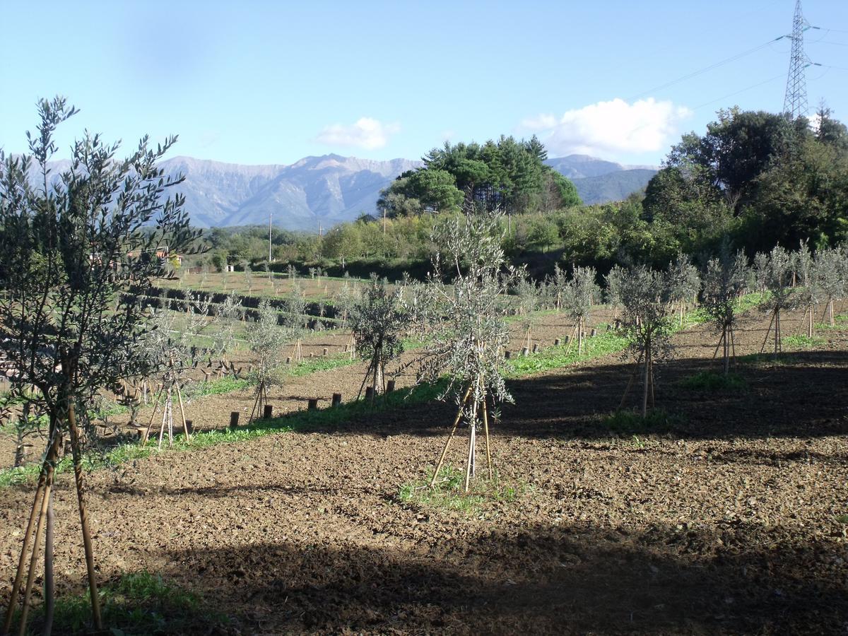 וילפרנקה אין לוניג'אנה B&B Podere Montese מראה חיצוני תמונה